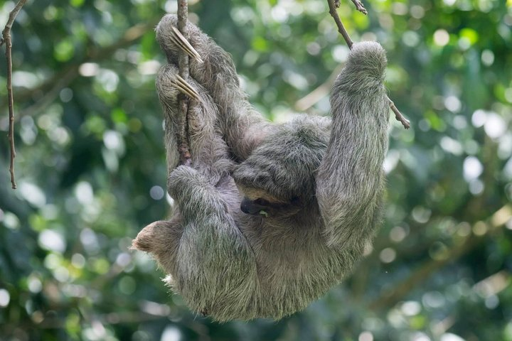 Rain forest, Wild life, Waterfall and Chocolate Private Tour - Photo 1 of 25